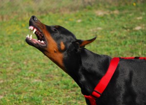 Doberman dog baring teeth