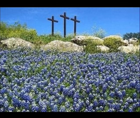 Field of bluebonnets with three crosses
